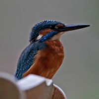eisvogel 1